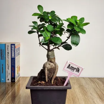 Bonsai Angan