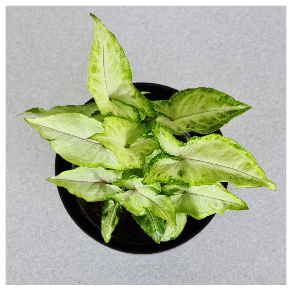 product-gallery