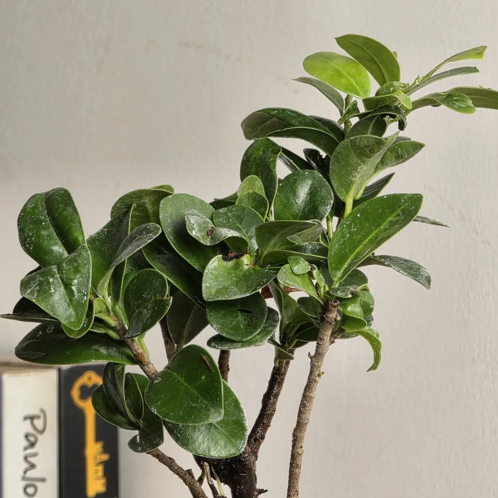 product-gallery