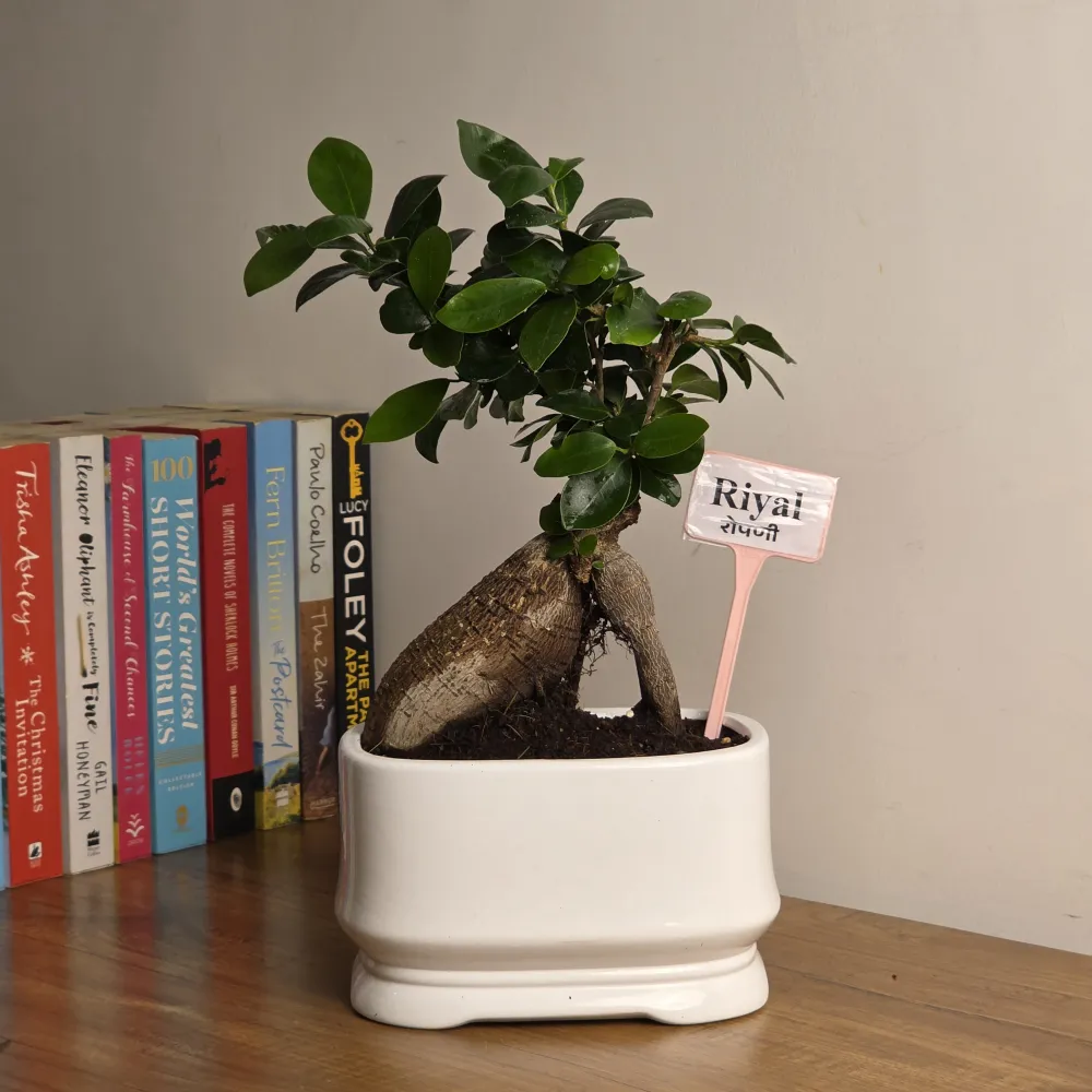 product-gallery