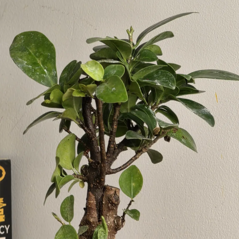 product-gallery