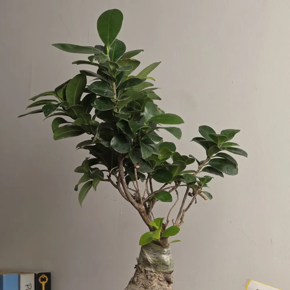 product-gallery