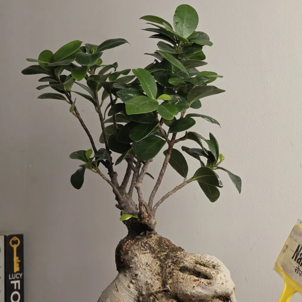 product-gallery