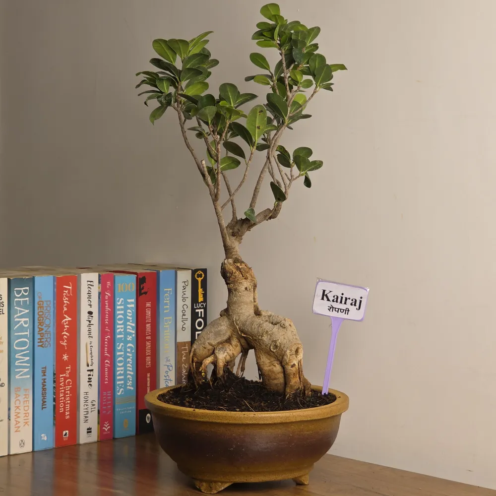 product-gallery