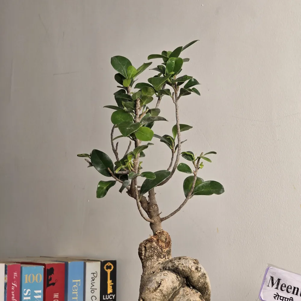 product-gallery