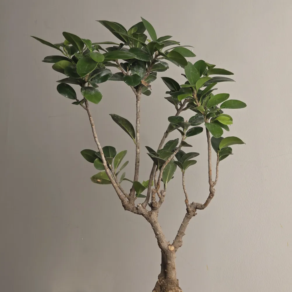product-gallery