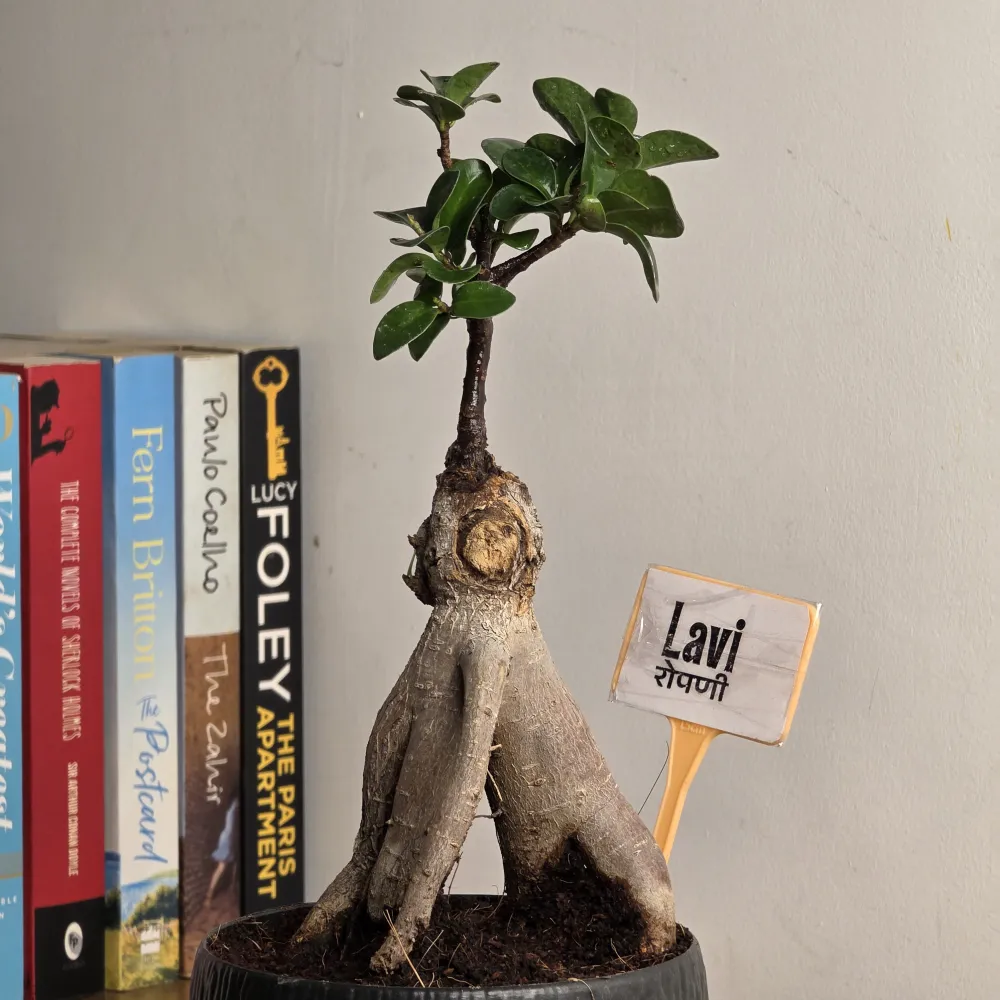 product-gallery