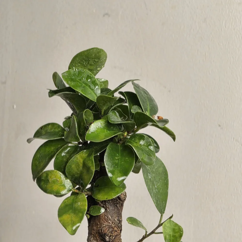 product-gallery