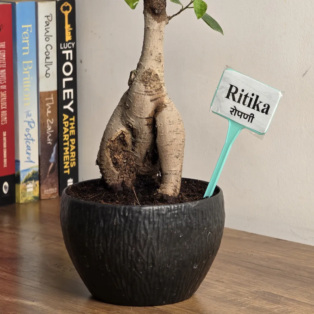product-gallery
