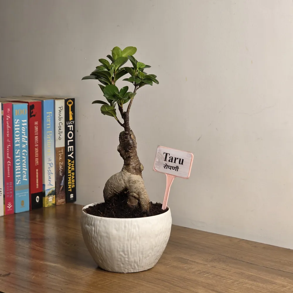 product-gallery