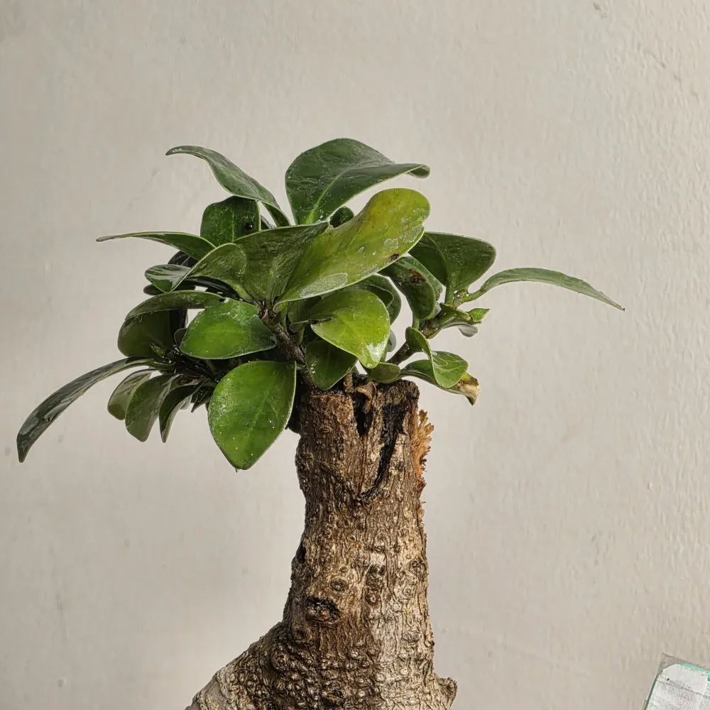 product-gallery