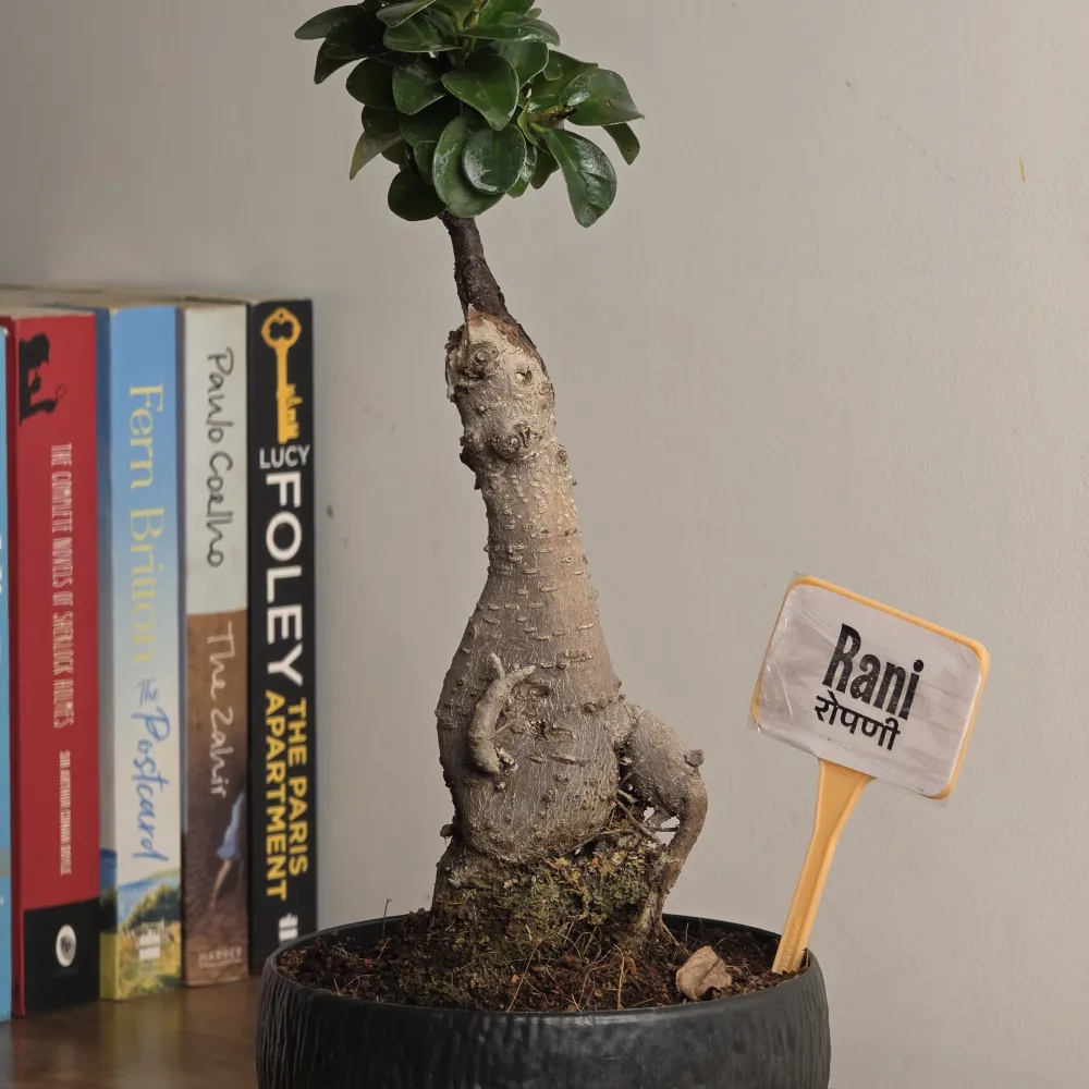product-gallery