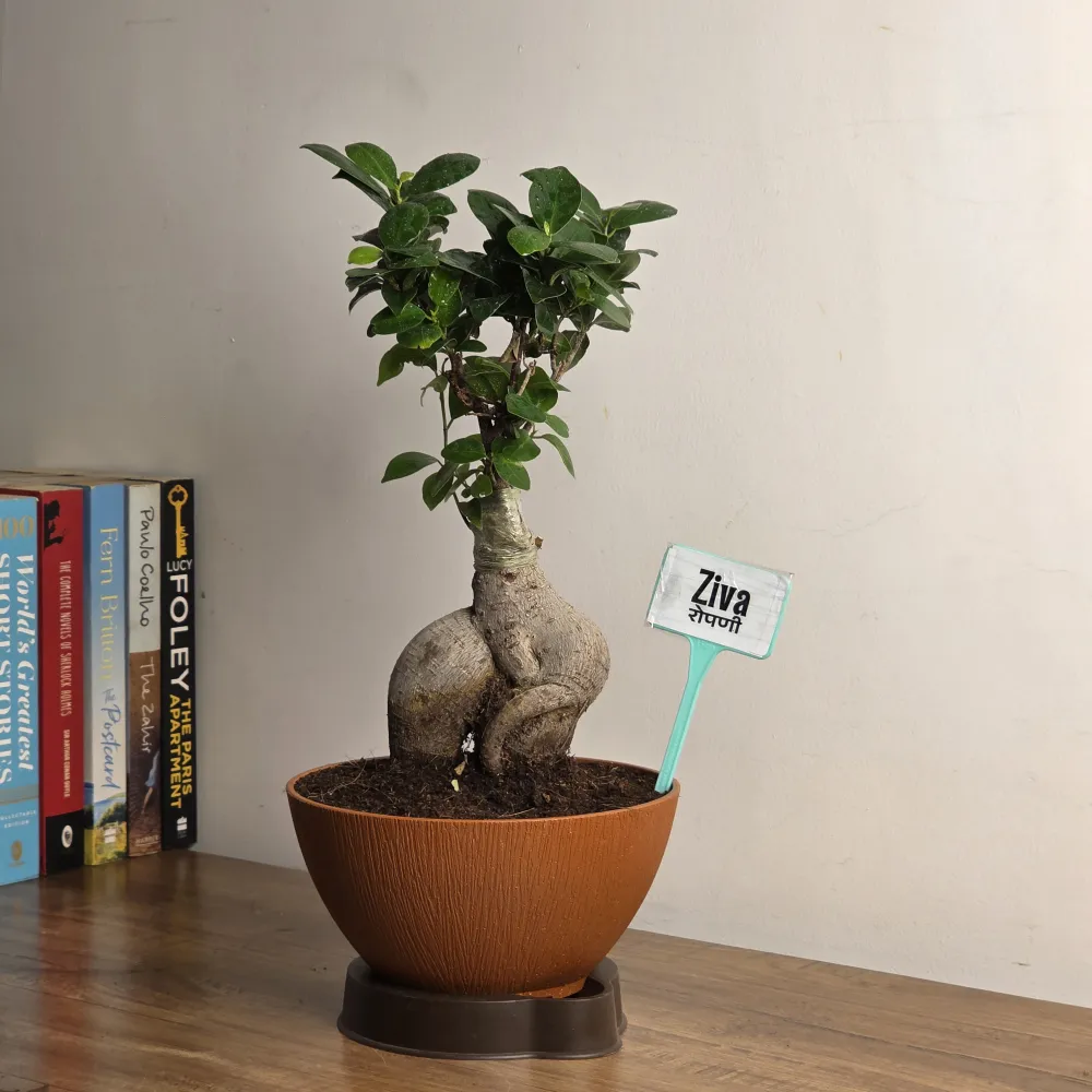 product-gallery