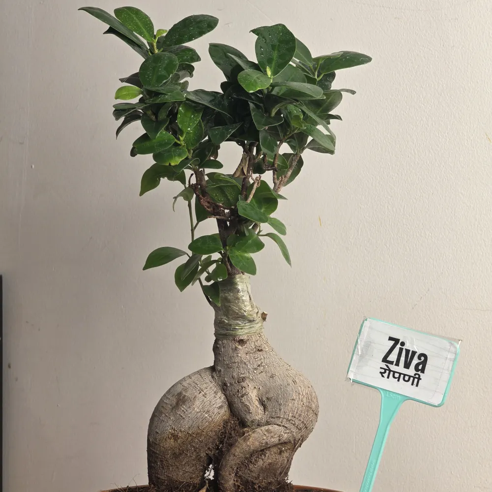 product-gallery