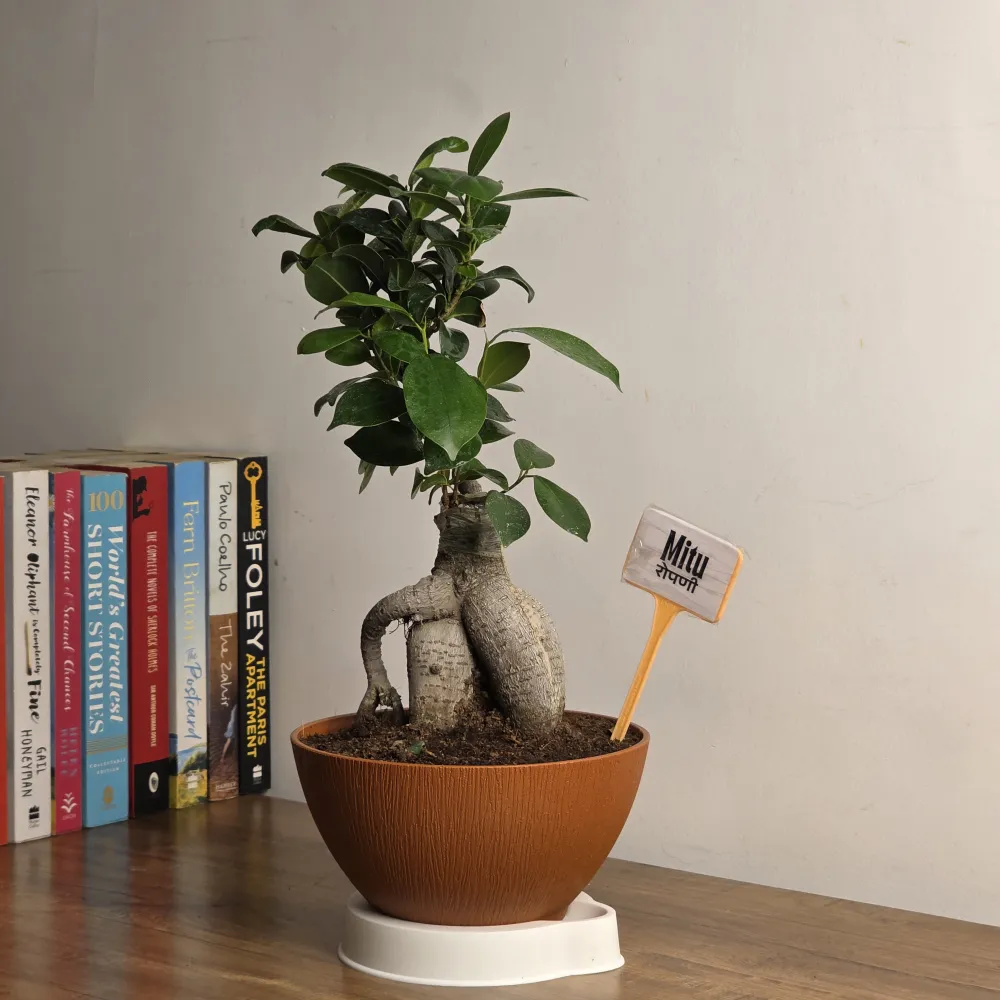 product-gallery