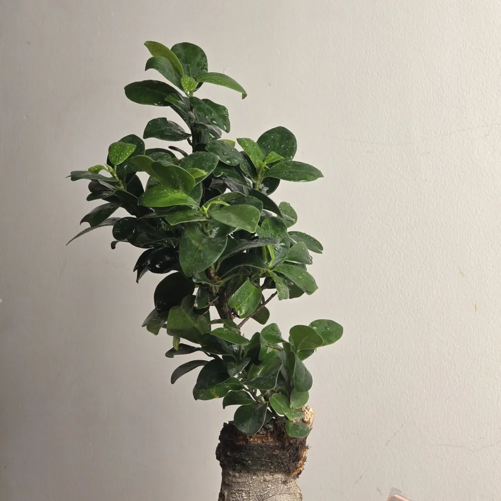 product-gallery