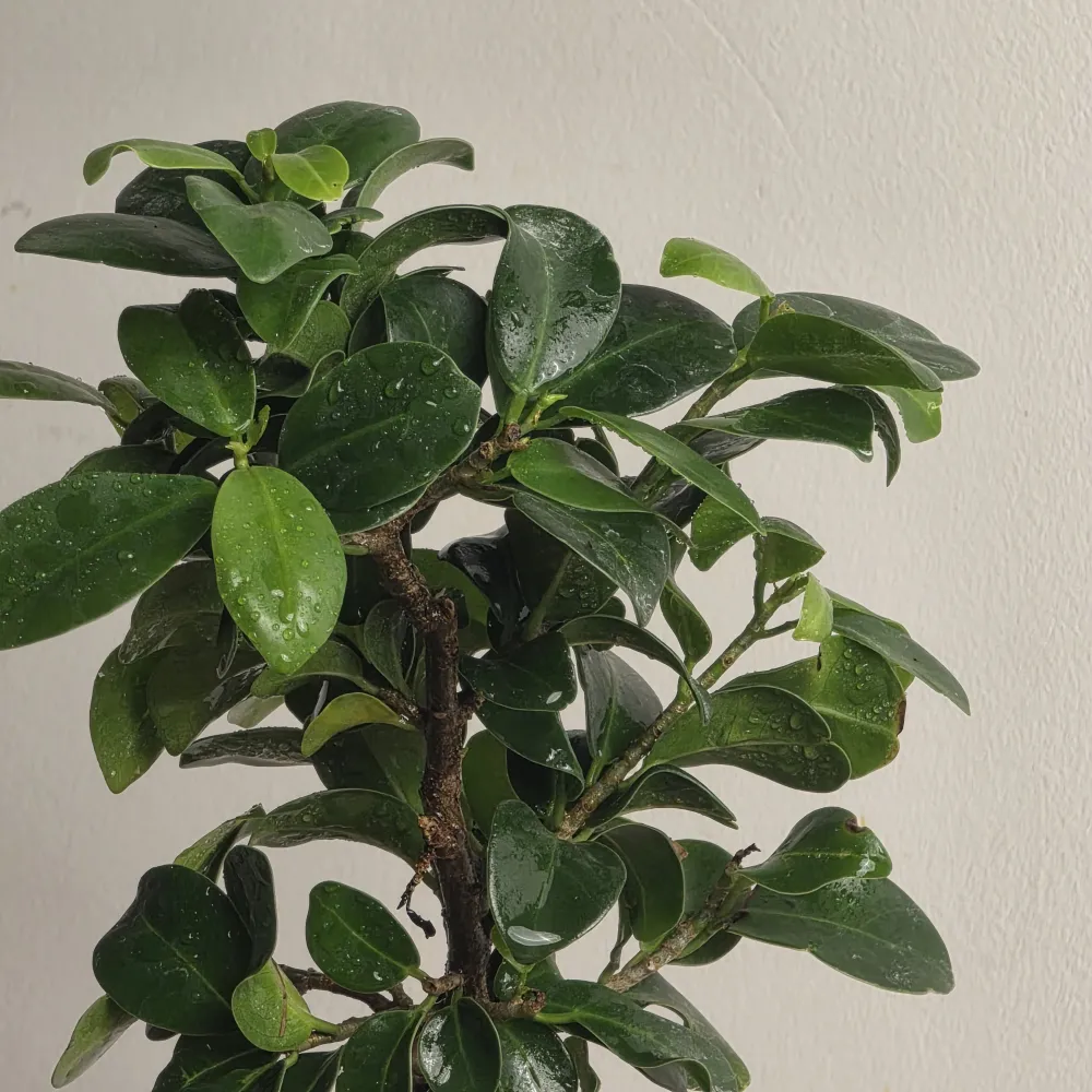 product-gallery