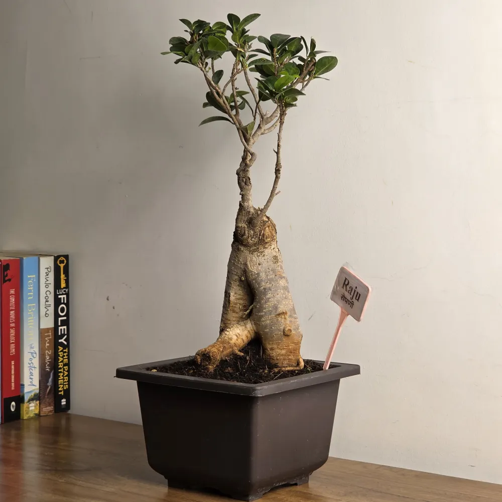 product-gallery