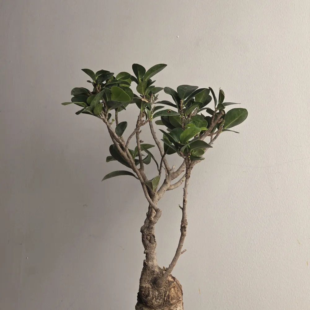 product-gallery