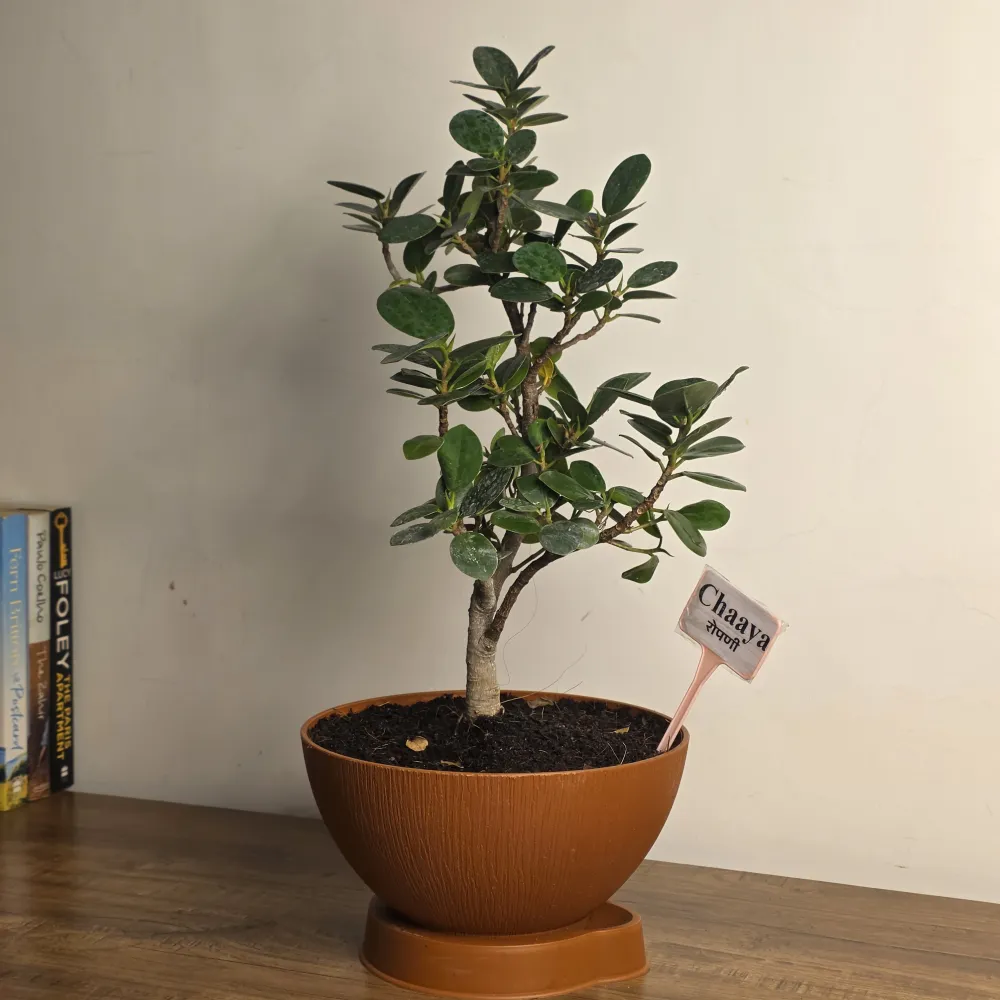 product-gallery