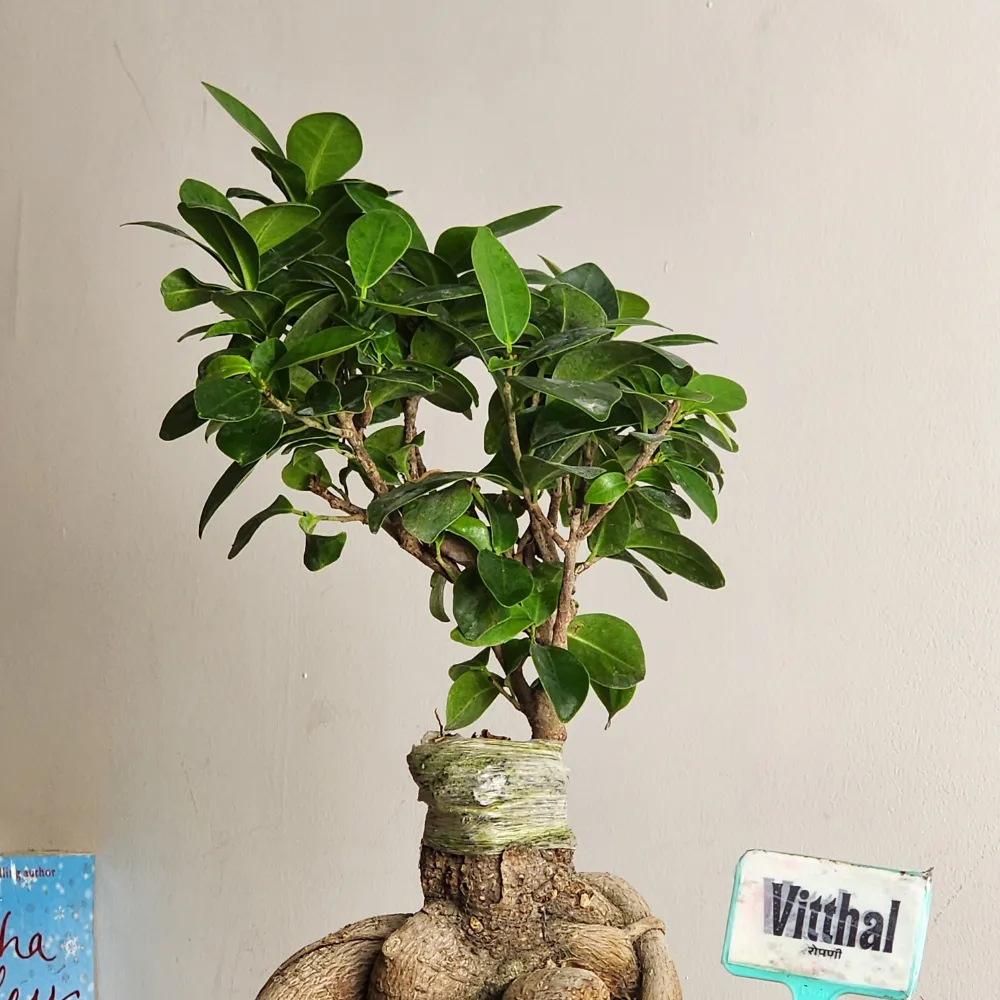 product-gallery