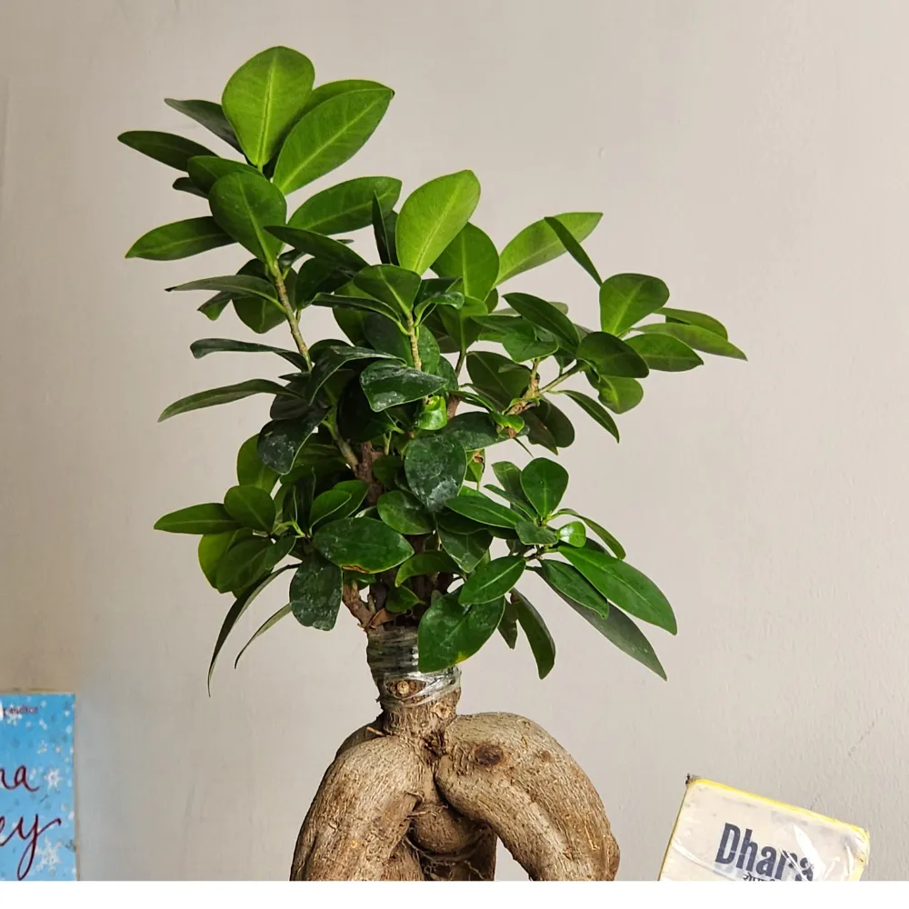 product-gallery