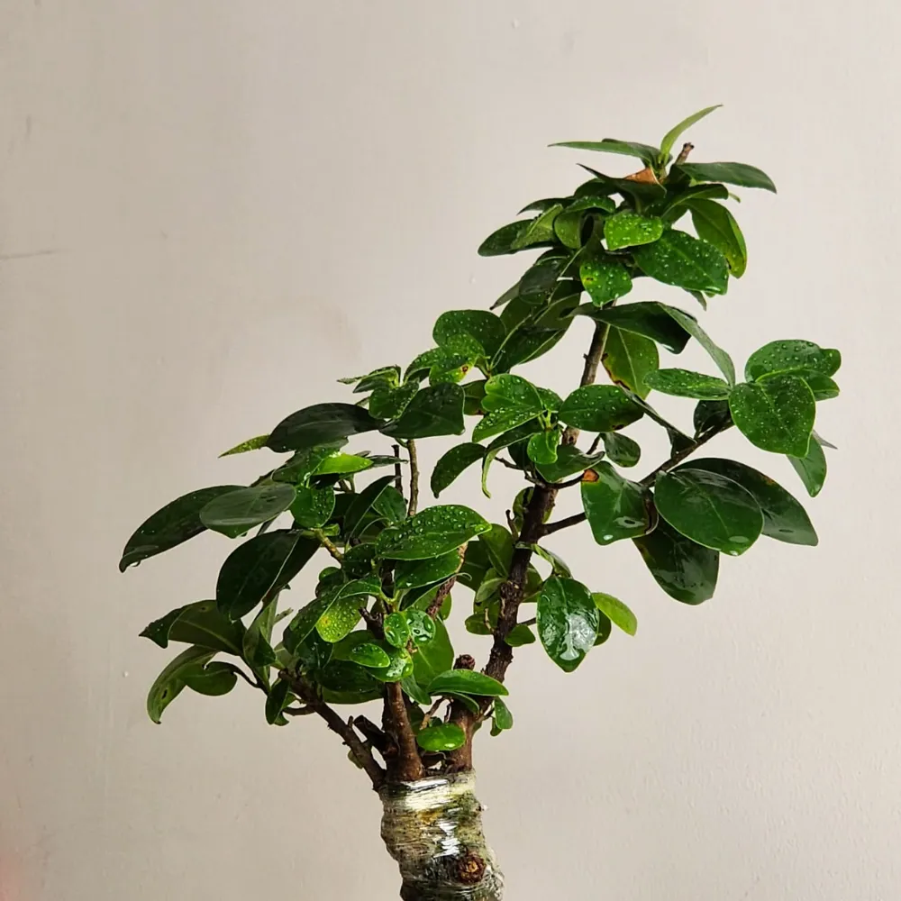 product-gallery