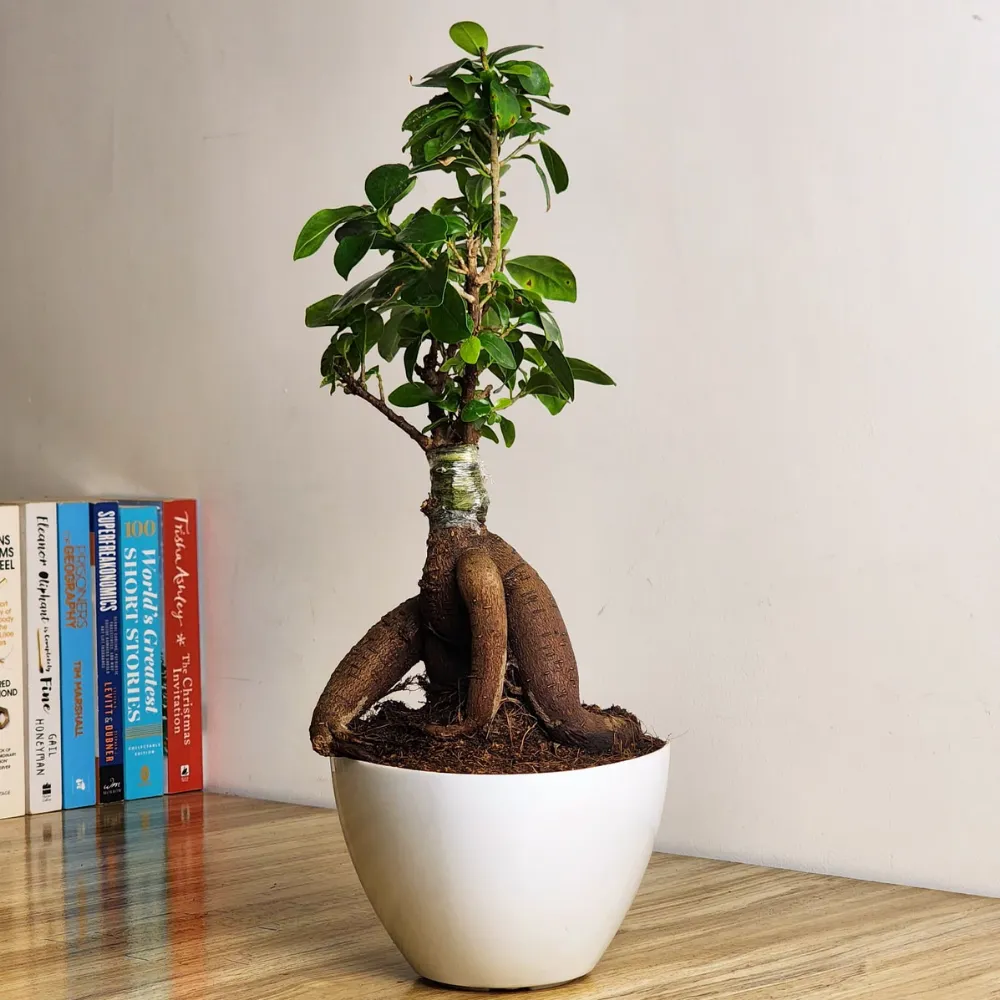 product-gallery