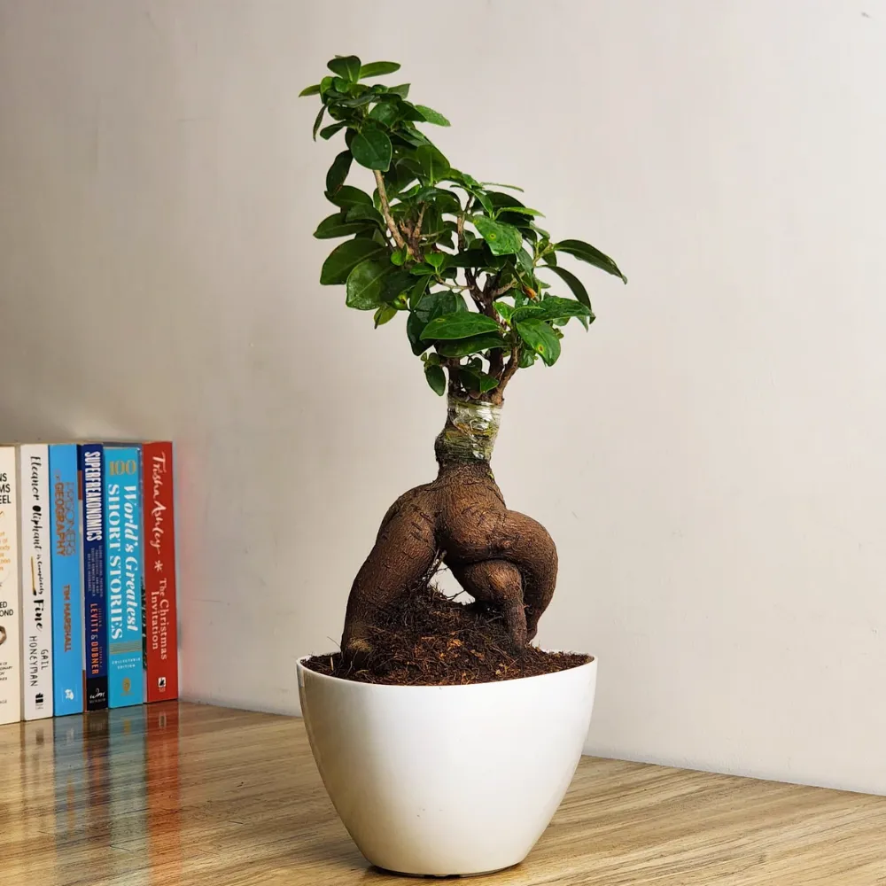 product-gallery