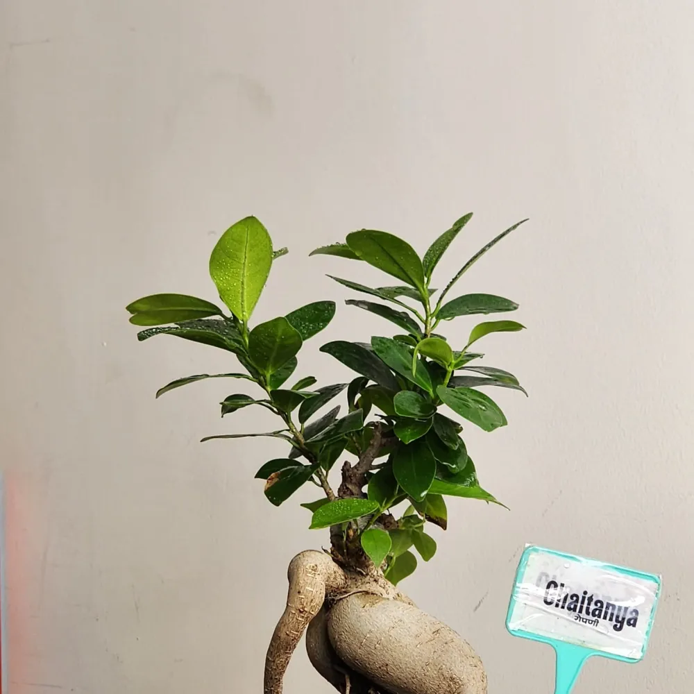 product-gallery