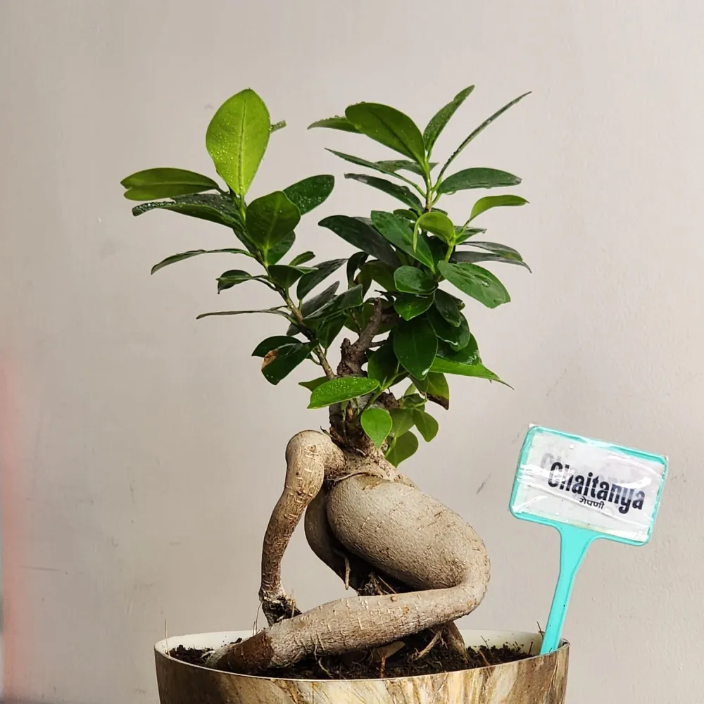 product-gallery
