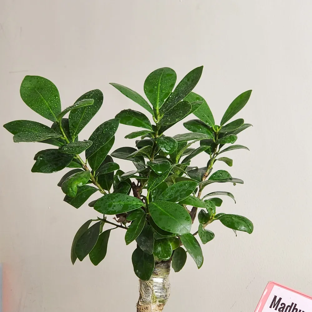 product-gallery