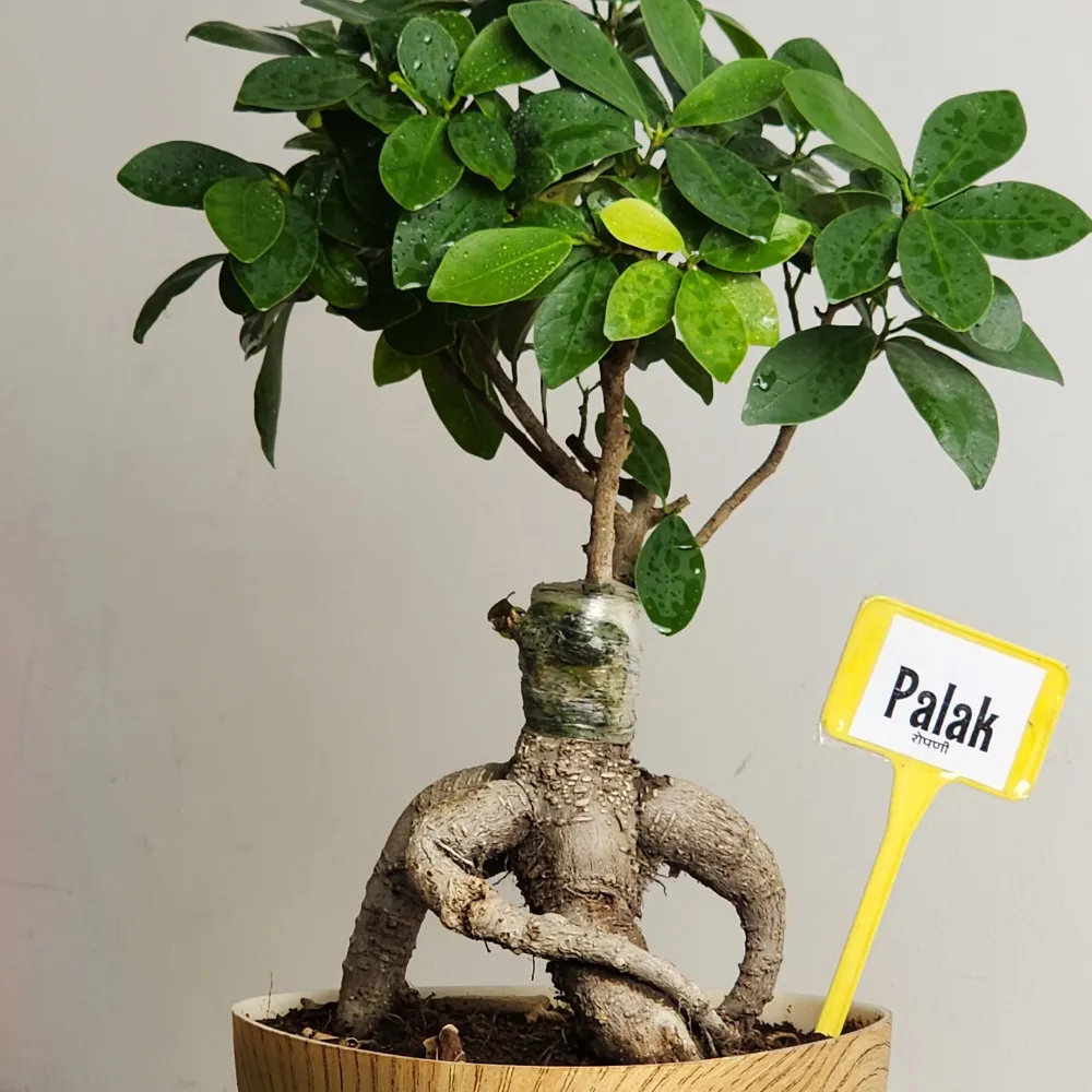 product-gallery
