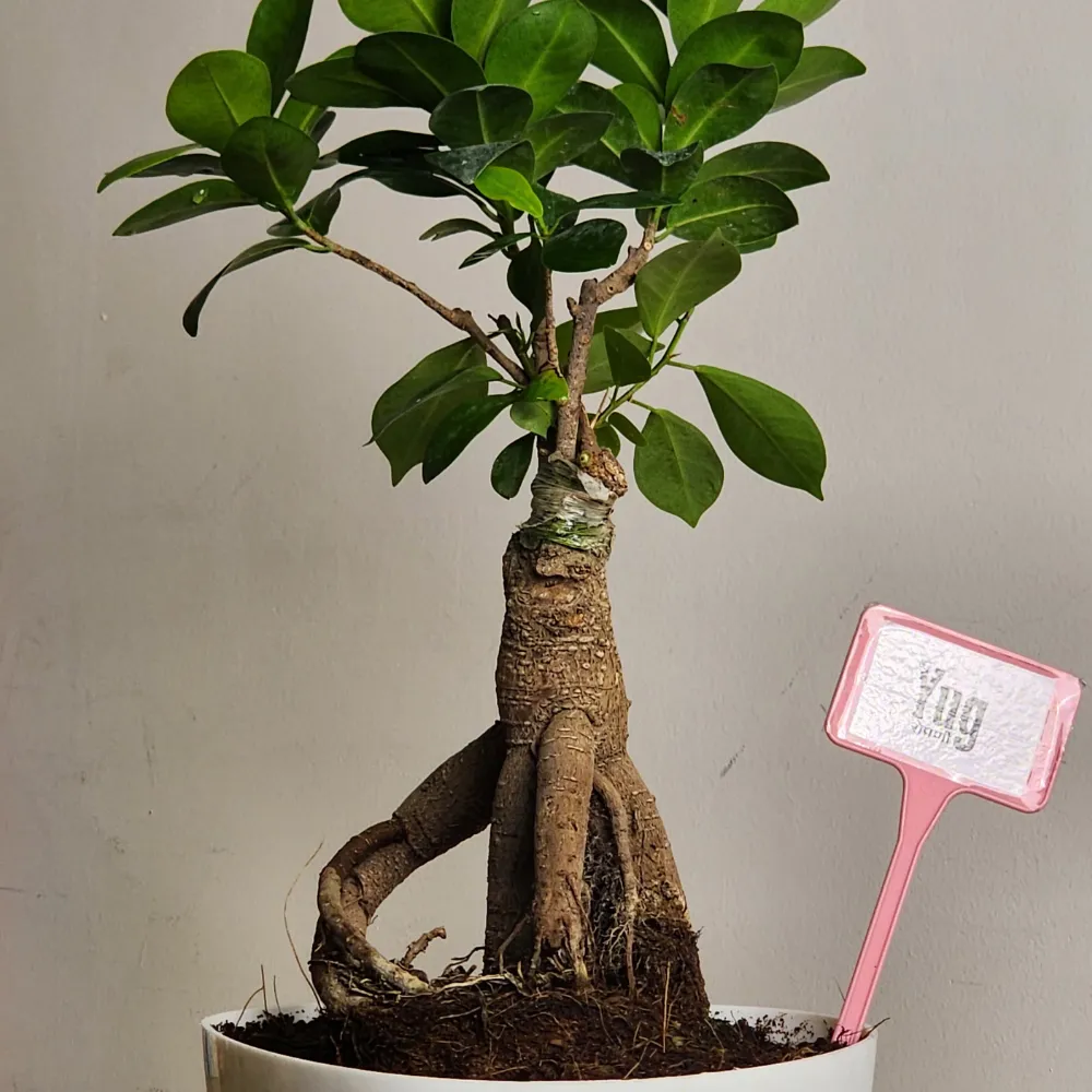 product-gallery