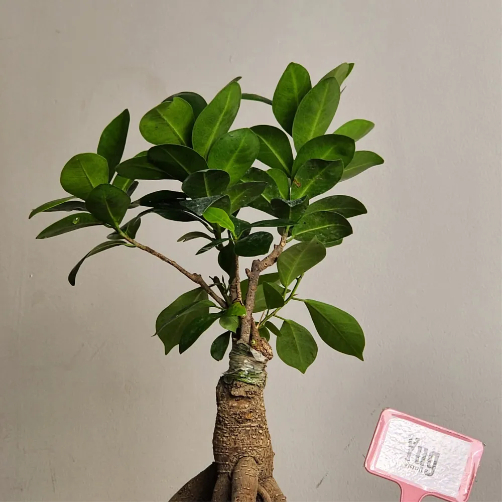 product-gallery