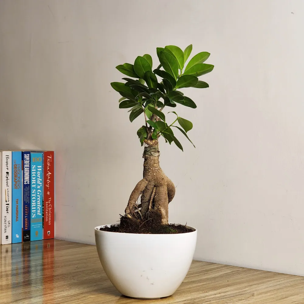 product-gallery