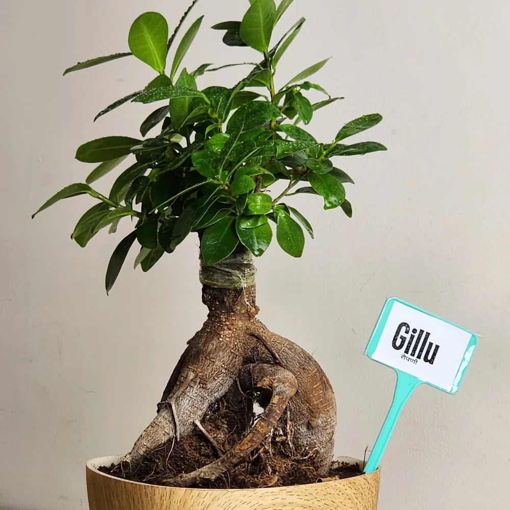 product-gallery
