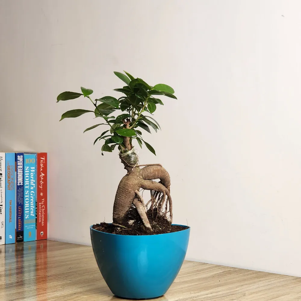 product-gallery