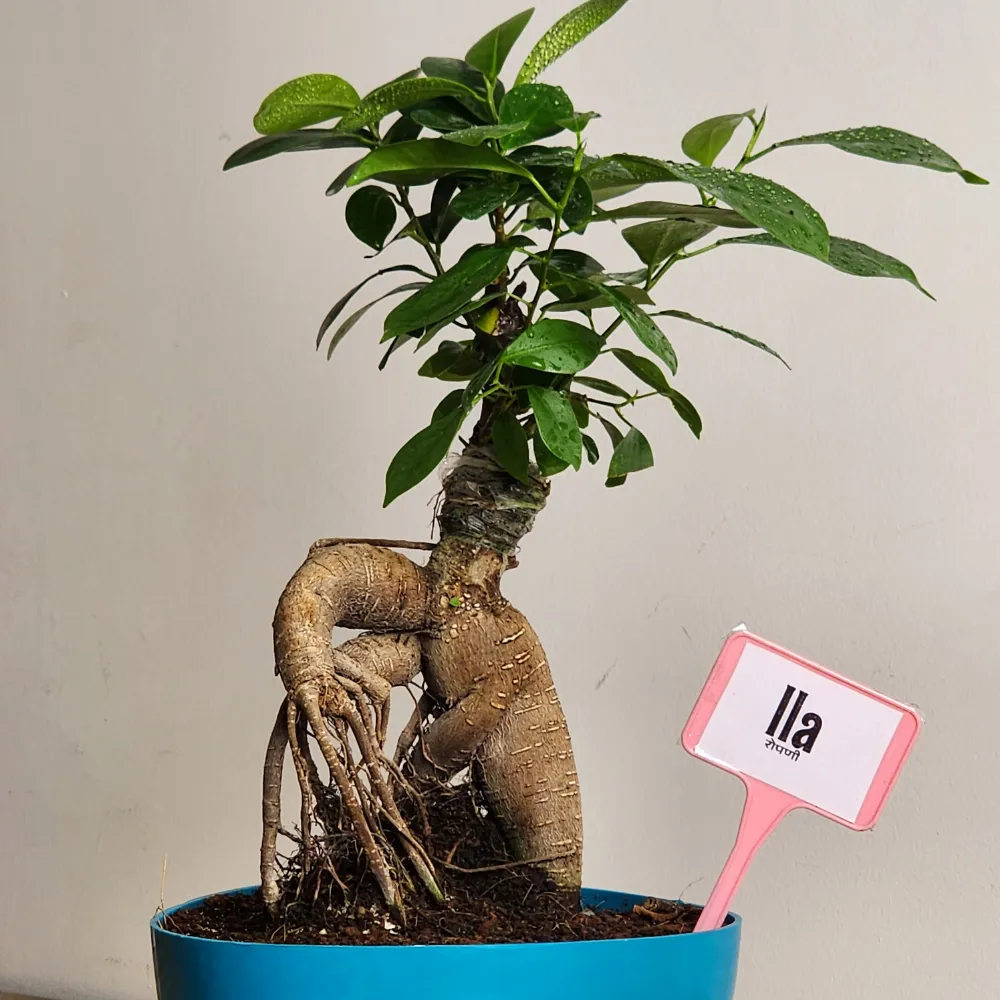 product-gallery