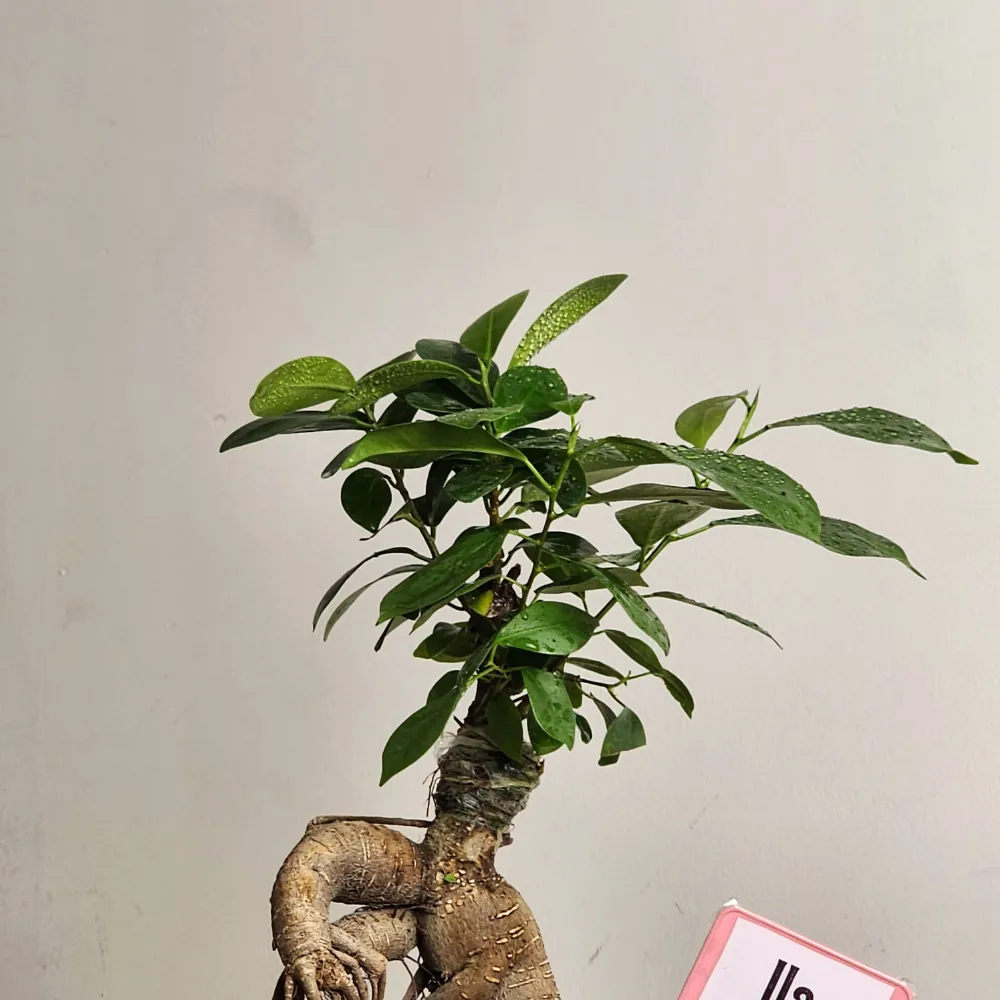 product-gallery