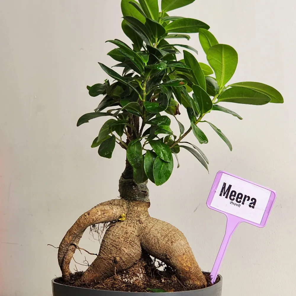 product-gallery