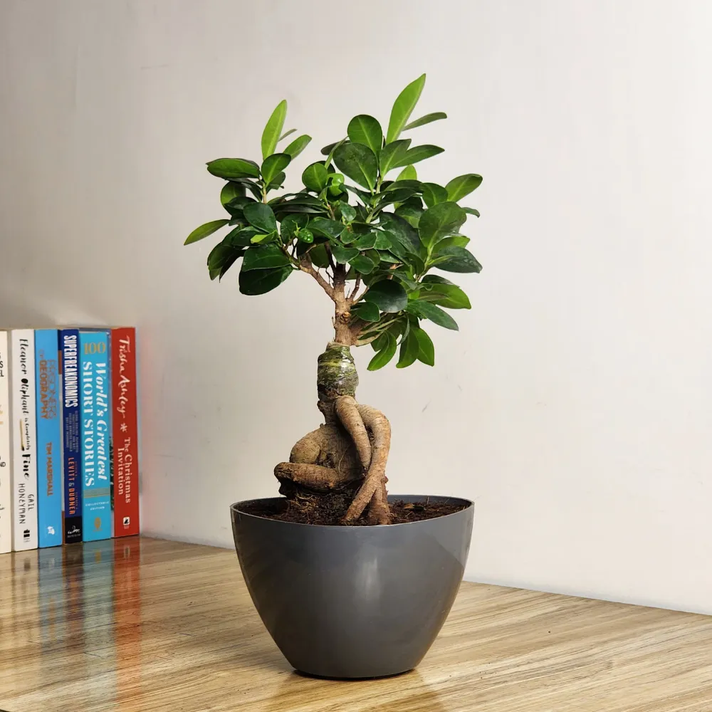 product-gallery