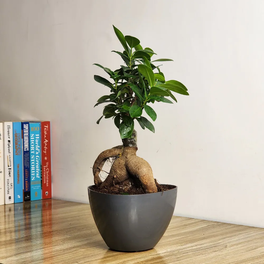product-gallery