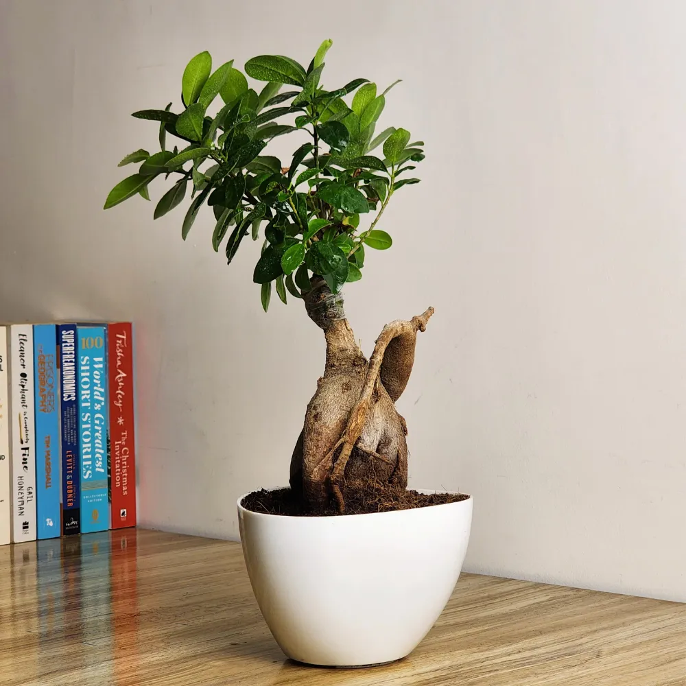 product-gallery