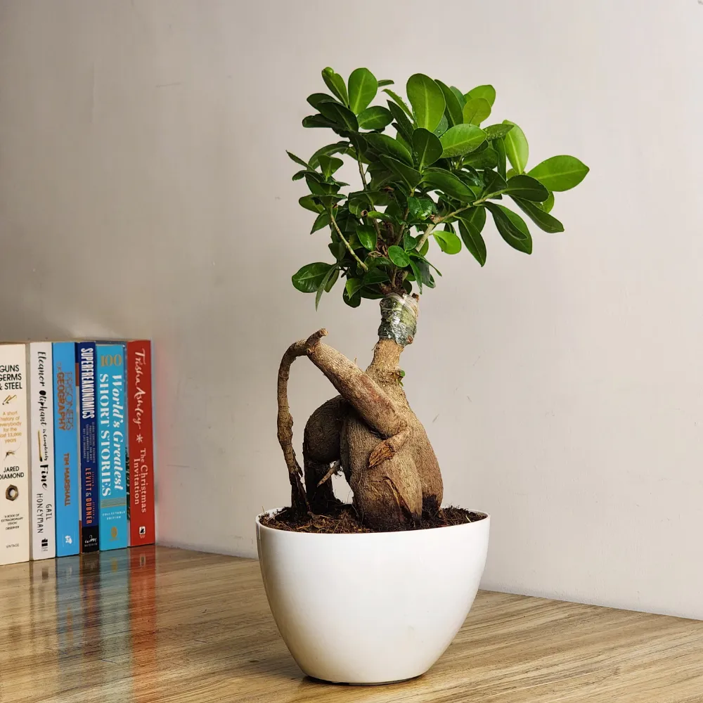 product-gallery