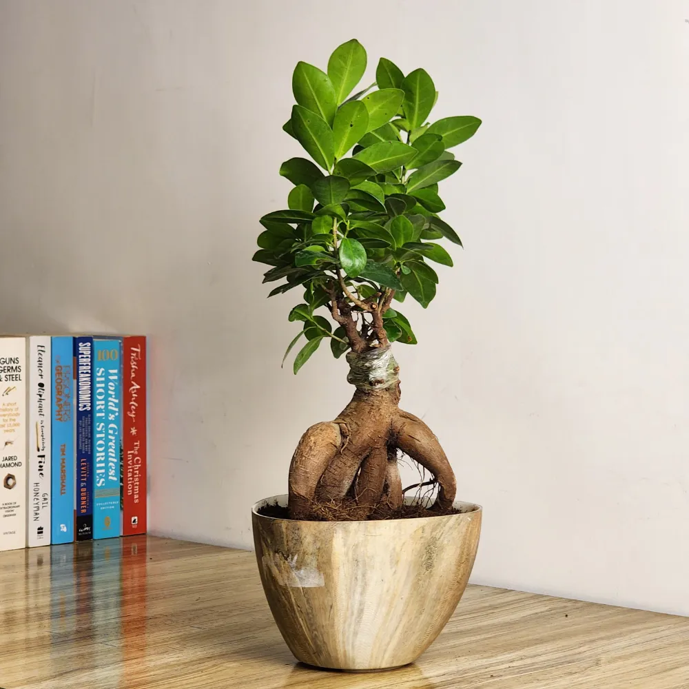product-gallery
