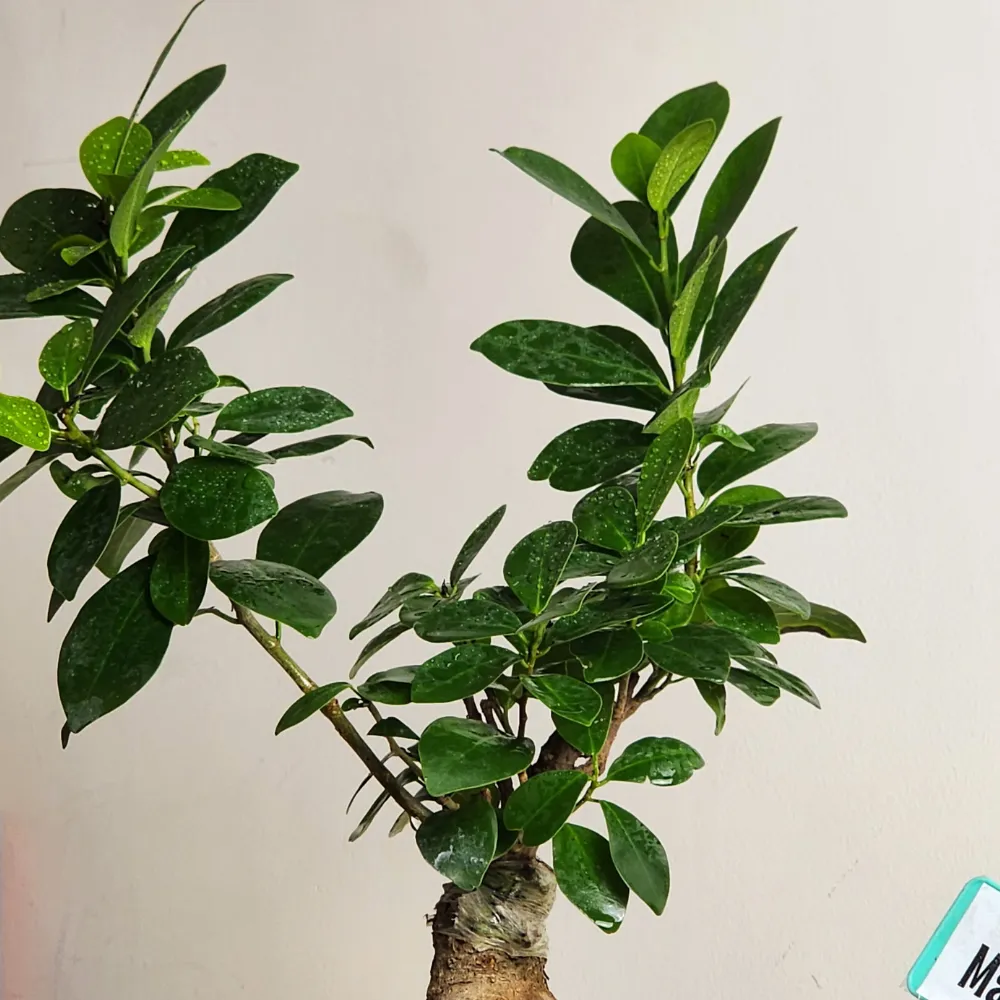 product-gallery