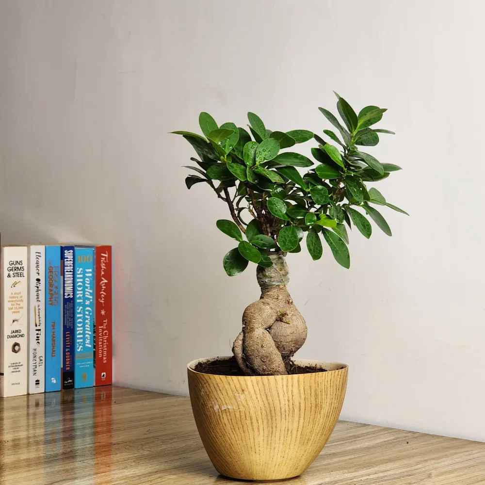 product-gallery