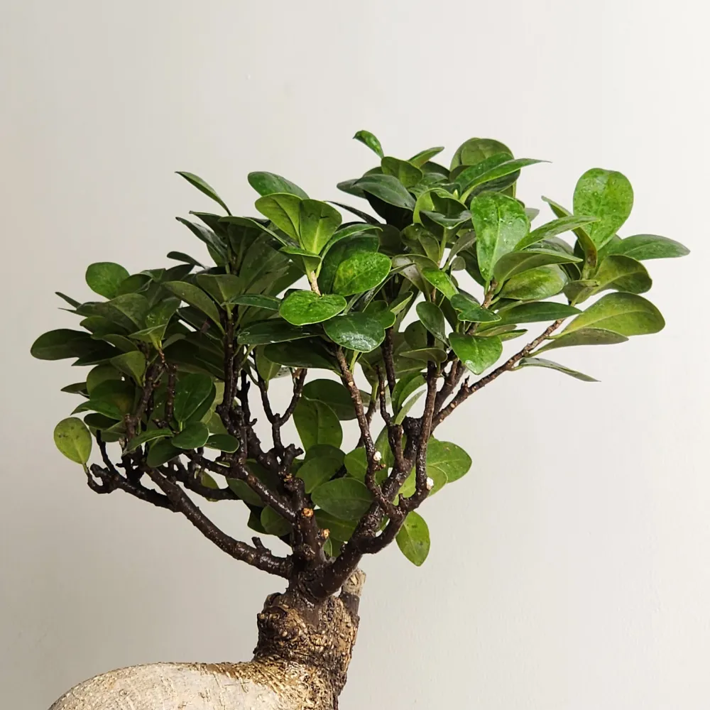 product-gallery