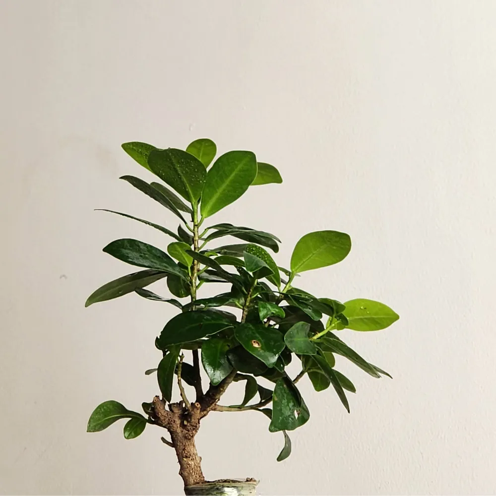 product-gallery